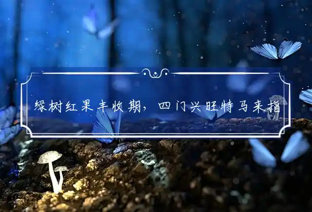 绿树红果丰收期,四门兴旺特马来