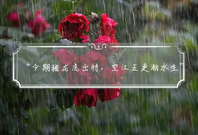 “今期猪龙虎出特，空江五更潮水生”准确精选打一最佳生肖，独家释义精准详细解析