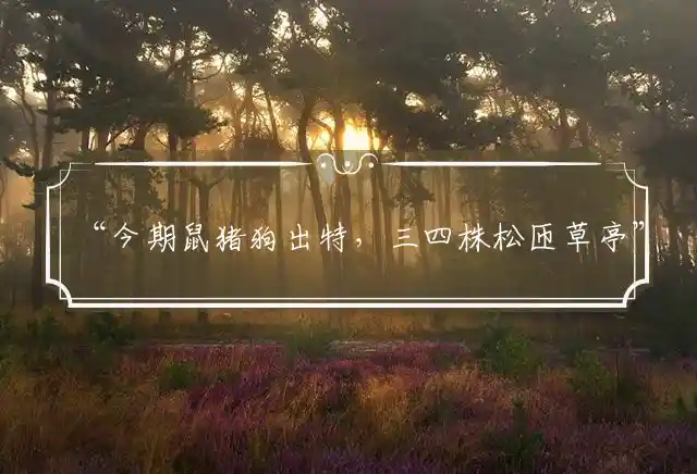 今期鼠猪狗出特,三四株松匝草亭是什么生肖